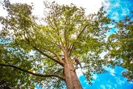 Best Tree and Shrub Care  in Pottsville, AR